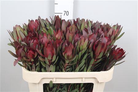<h4>Leucad Saf Sunset 070cm</h4>