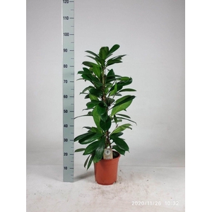 Ficus cyathistipula 90cm