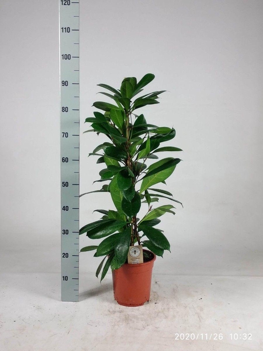<h4>Ficus cyathistipula 90cm</h4>