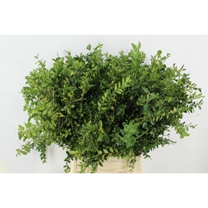 BUXUS SEMP BS