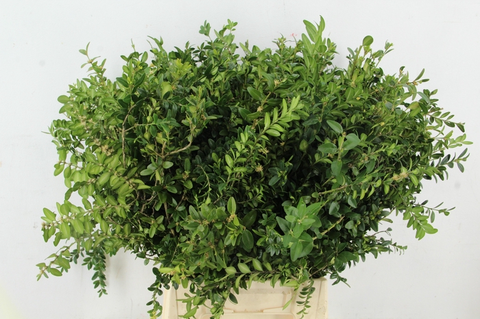<h4>BUXUS SEMP BS</h4>