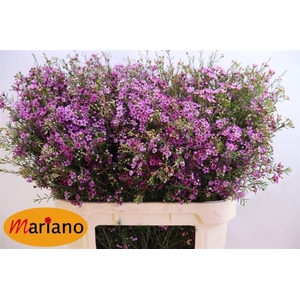 Chame Un Purple Prid