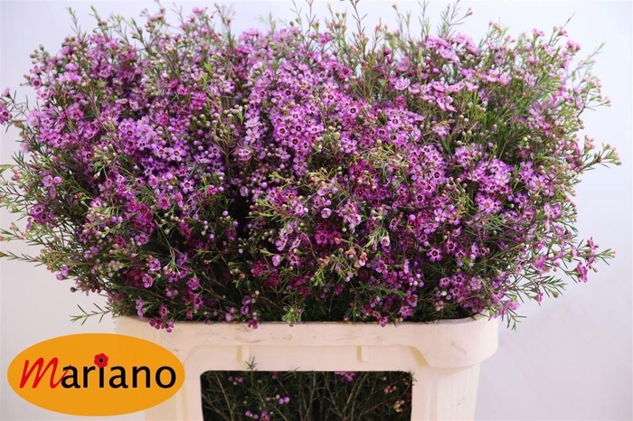 <h4>Chame Un Purple Prid</h4>