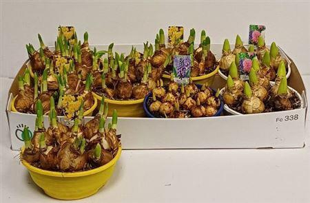 <h4>Bolbloemen Gem</h4>