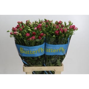 Ranunculus Butterfly Lycia