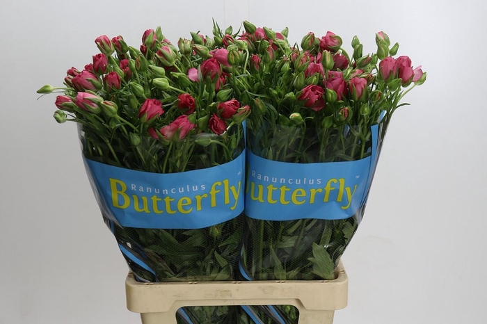 <h4>Ranunculus Butterfly Lycia</h4>