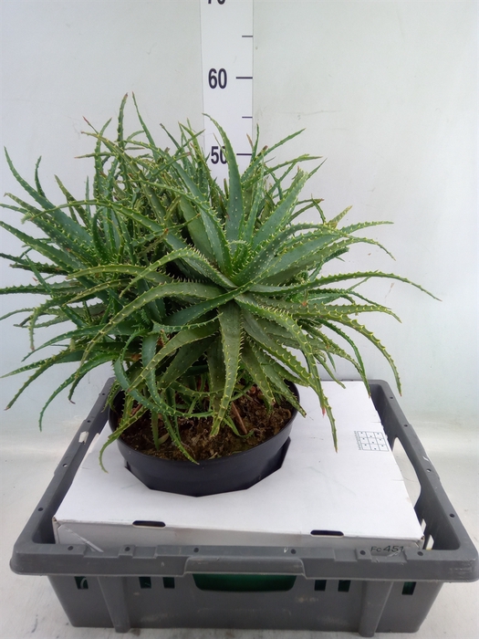 <h4>Aloe arborescens</h4>