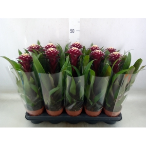 Guzmania  'Francesca'