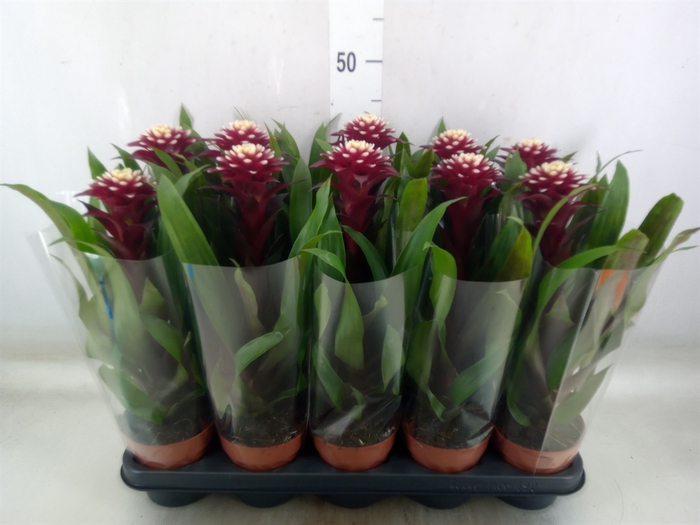 <h4>Guzmania  'Francesca'</h4>