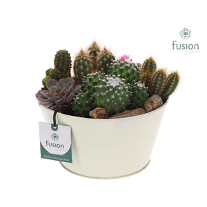 Zinken schaal met cactussen en succulenten