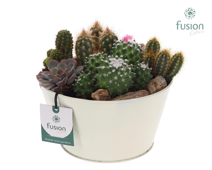 <h4>Zinken schaal met cactussen en succulenten</h4>