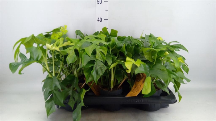 <h4>Monstera ...</h4>