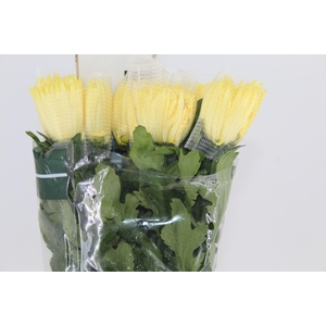 ANASTASIA SUNNY 080 CM AMARELO