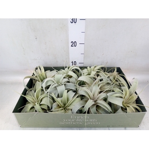 Tillandsia xerographica