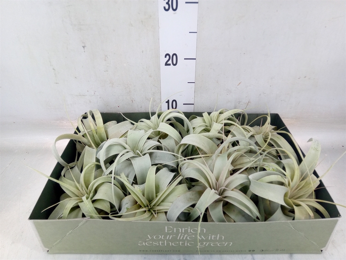 <h4>Tillandsia xerographica</h4>