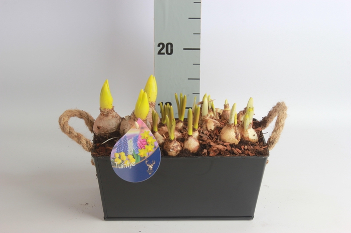 <h4>ARR BOL KNOLGEWAS</h4>