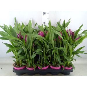 Curcuma alism. 'Siam Sublime'