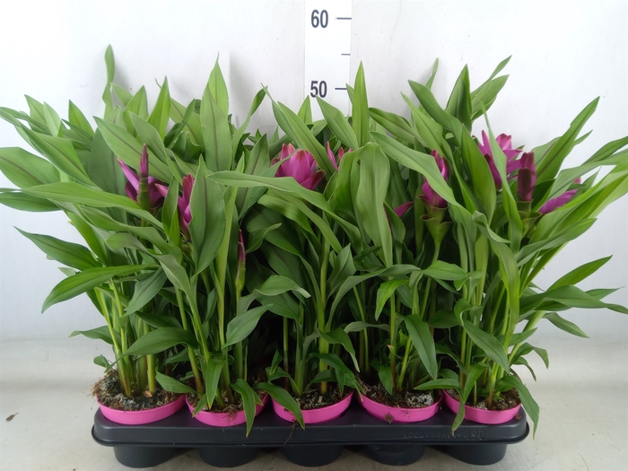 <h4>Curcuma alism. 'Siam Sublime'</h4>