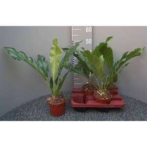 Anthurium Jenmanii 14Ø 50cm