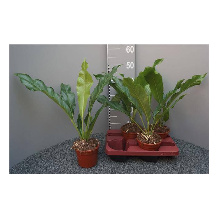 <h4>Anthurium Jenmanii 14Ø 50cm</h4>