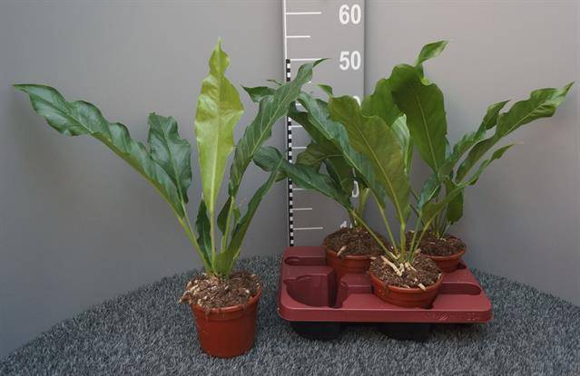 Anthurium Jenmanii 14Ø 50cm