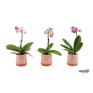 Valencia Roze Tiny Dolls Mix 1T7+ aqu@