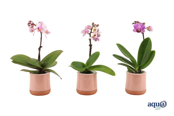 <h4>Valencia Roze Tiny Dolls Mix 1T7+ aqu@</h4>