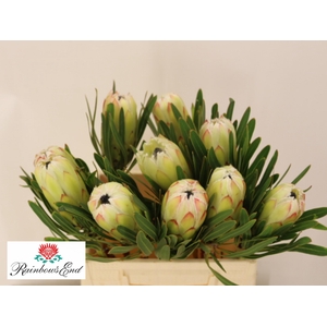 PROTEA WHITE NIGHT