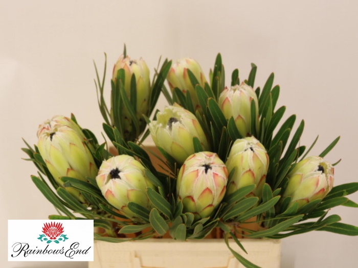 <h4>PROTEA WHITE NIGHT</h4>