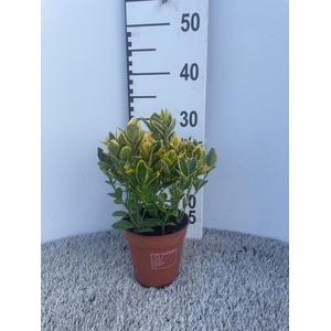 Euonymus japonicus ‘Aureamarginatus’ P13