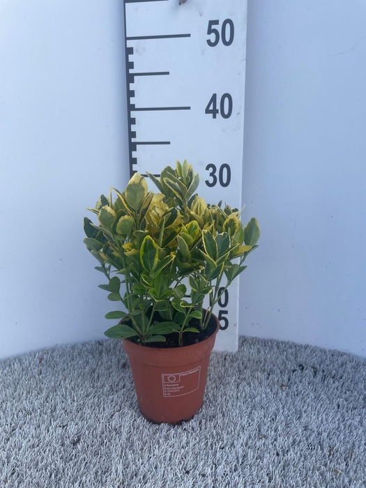 <h4>Euonymus japonicus ‘Aureamarginatus’ P13</h4>