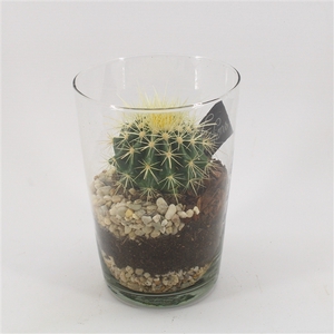 CTCR-2531 Cactus Essentials