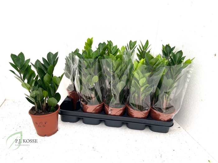 <h4>ZAMIO ZAMIIFOLIA</h4>