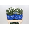 Aster Cassy