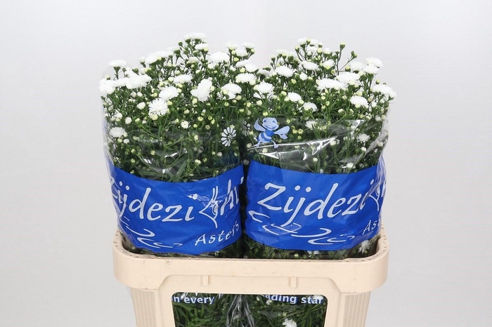 Aster Cassy