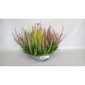 Calluna vulg. 'Beauty L'  ..mix 3/p