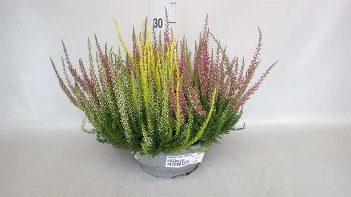 <h4>Calluna vulg. 'Beauty L'  ..mix 3/p</h4>