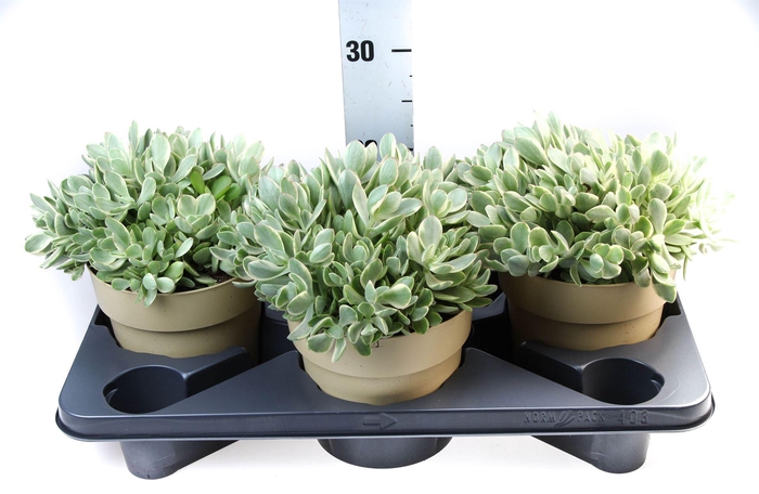 <h4>Crassula   ...</h4>