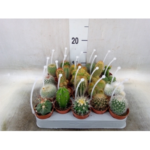 Cactus   ...mix