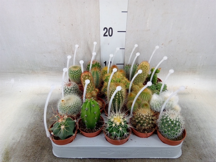 <h4>Cactus   ...mix</h4>