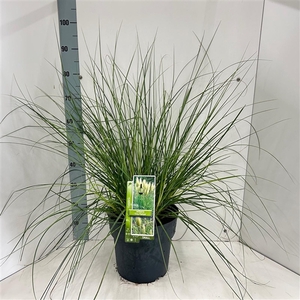 Cortaderia selloana Tiny Pampa (‘Day1’PBR)