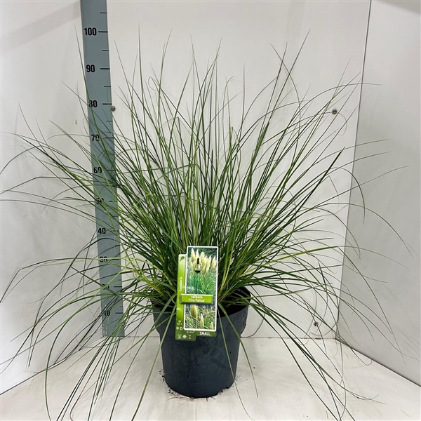 <h4>Cortaderia selloana Tiny Pampa (‘Day1’PBR)</h4>