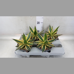 Agave lophantha 'Quadricolor'