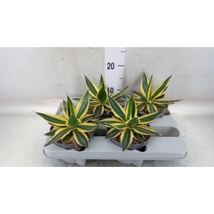 Agave lophantha 'Quadricolor'
