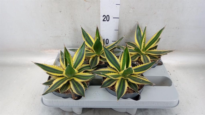 <h4>Agave lophantha 'Quadricolor'</h4>