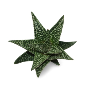 Haworthia Royal Highness Cutflower Wincx-8cm