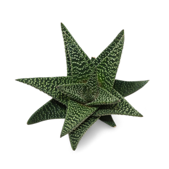 <h4>Haworthia Royal Highness Cutflower Wincx-8cm</h4>