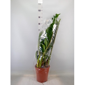 Zamioculcas zamiifolia