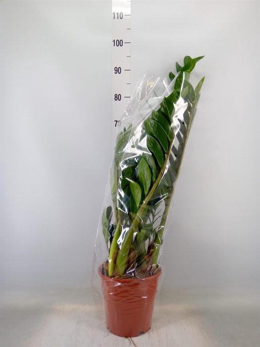 <h4>Zamioculcas zamiifolia</h4>
