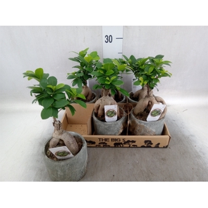 Ficus microcarpa 'Ginseng'